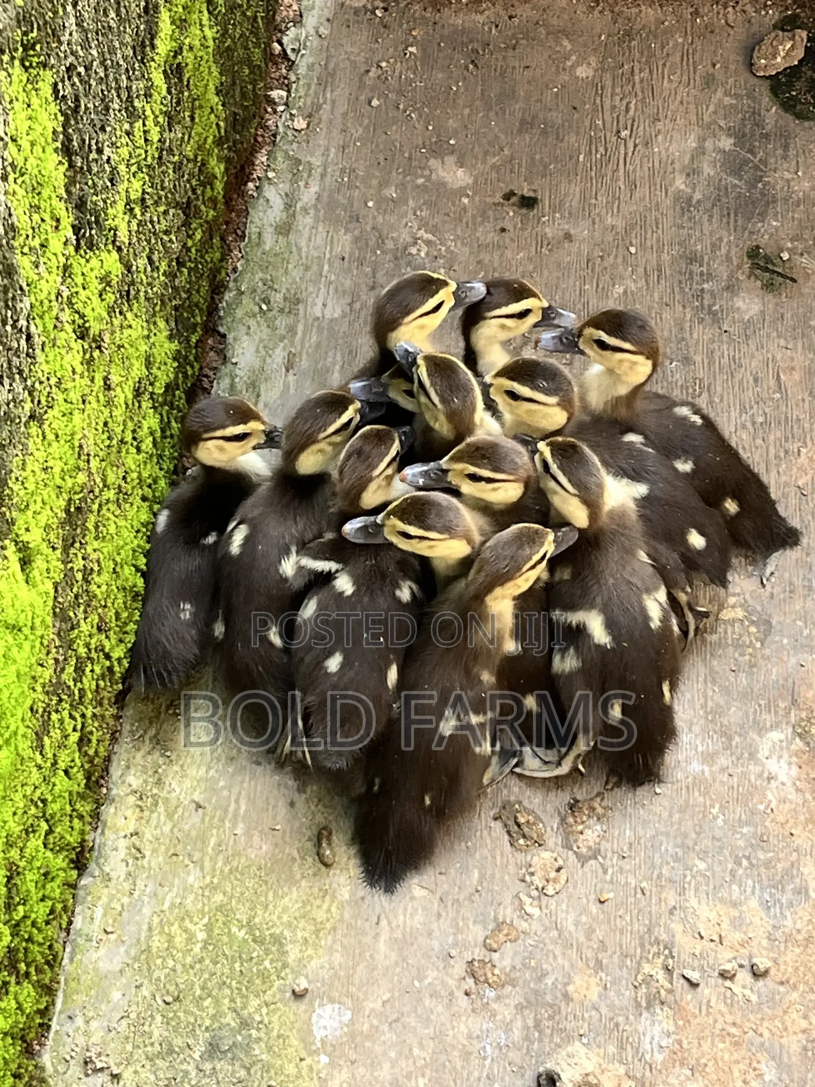 Muscovy Ducklings