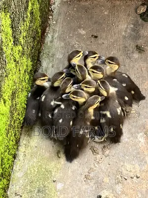 Muscovy Ducklings