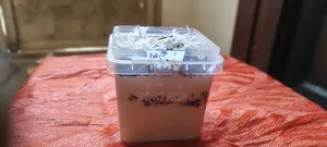Jojo's Creamy Treat