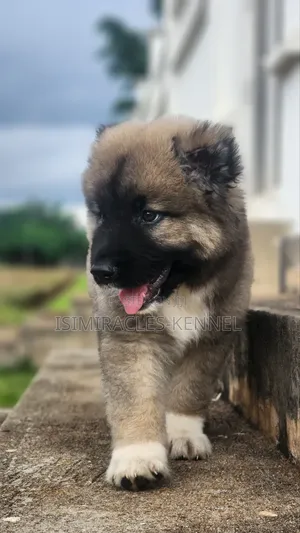 1-3 months Male Purebred Caucasian Shepherd
