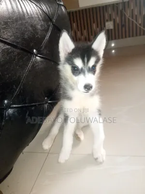 1-3 months Male Purebred Siberian Husky