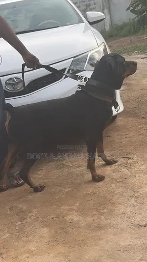 1+ year Male Purebred Rottweiler
