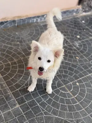 6-12 months Female Purebred American Eskimo