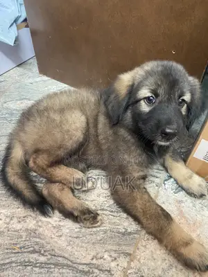 0-1 month Female Mixed Breed Caucasian Shepherd