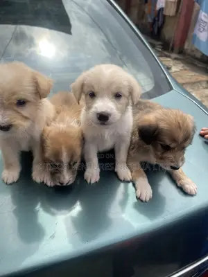 0-1 month Female Mixed Breed American Eskimo
