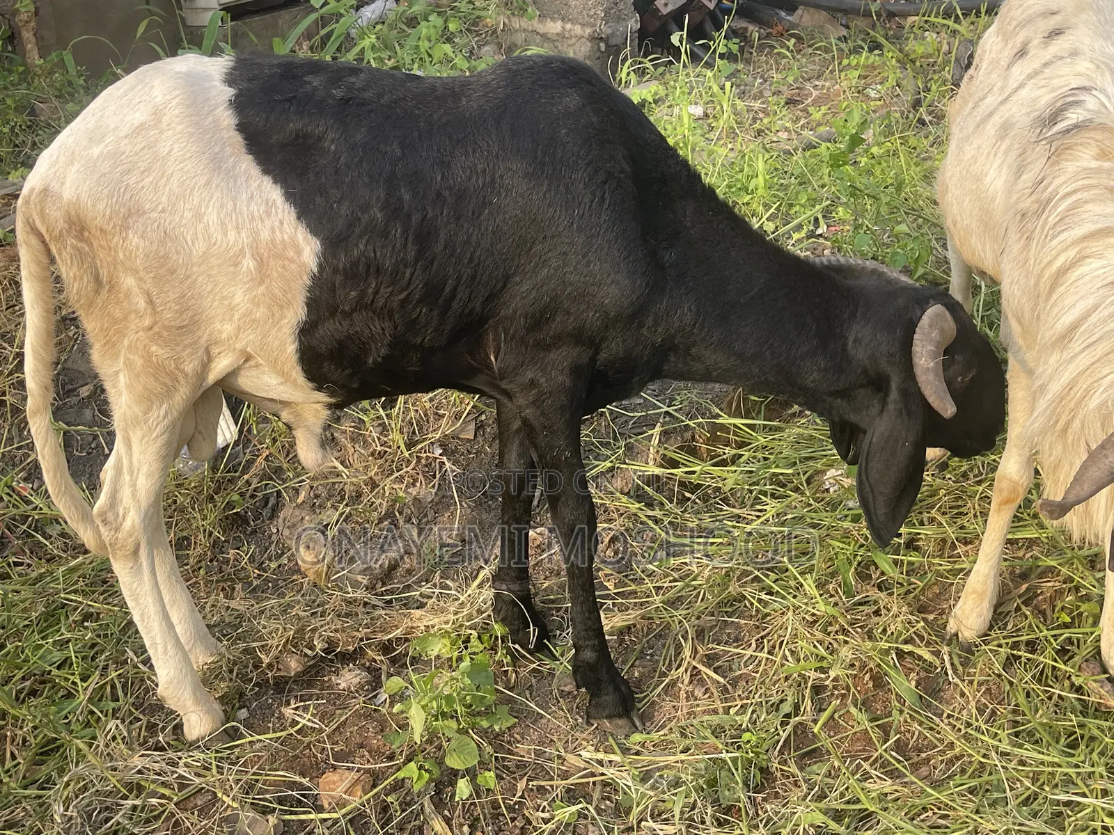 Rams Available
