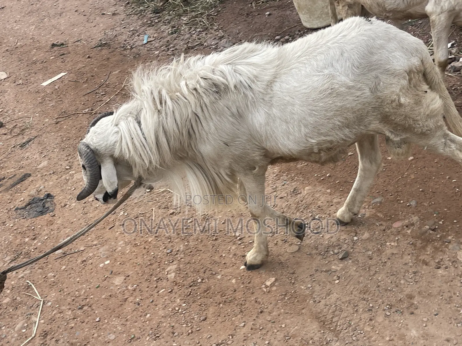 Rams Available