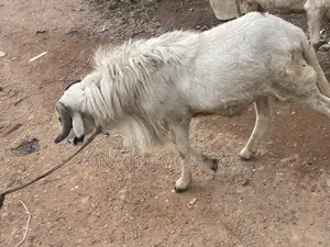 Rams Available