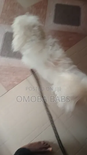 1+ year Female Purebred Lhasa Apso