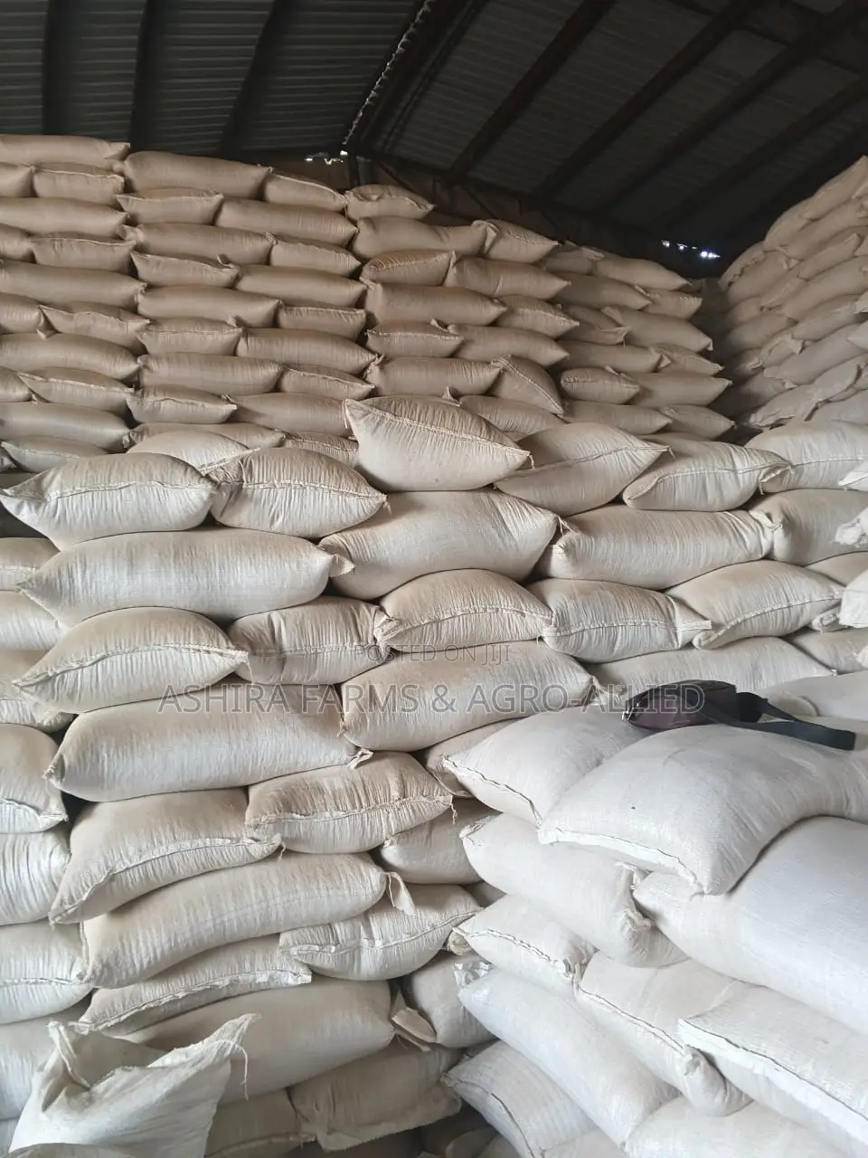 Soybean Grains