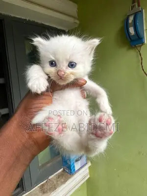 1-3 months Male Purebred Persian