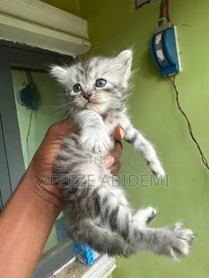 1-3 months Female Purebred Persian