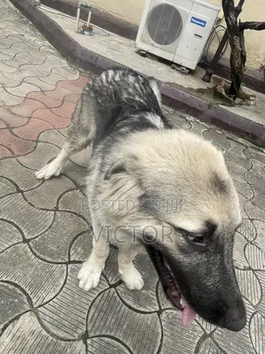 6-12 months Female Purebred Caucasian Shepherd