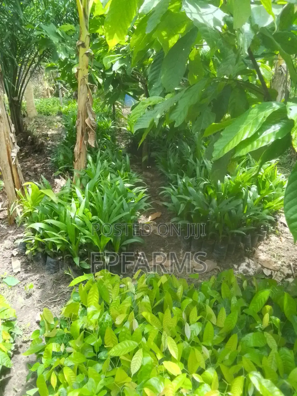 Hybrid Terena Palm Seedlings