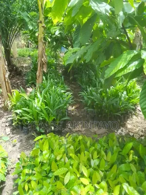Hybrid Terena Palm Seedlings
