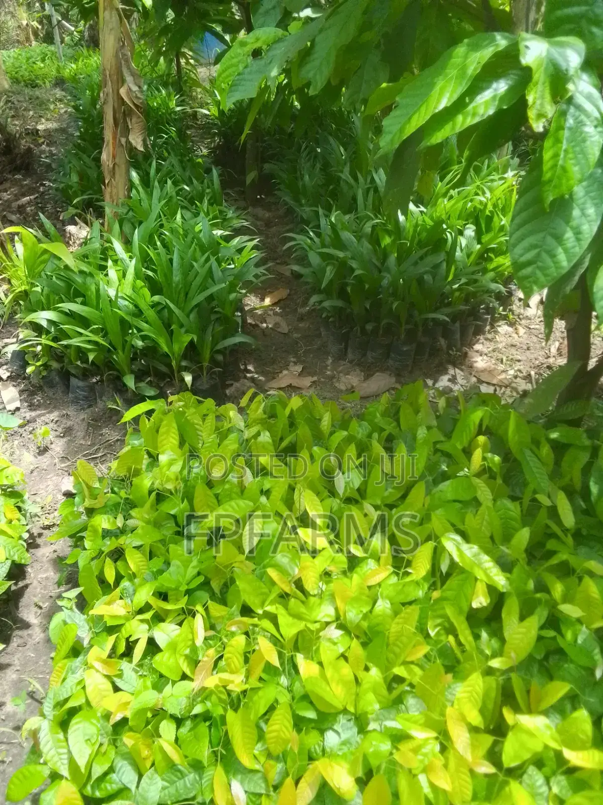 Hybrid Terena Palm Seedlings