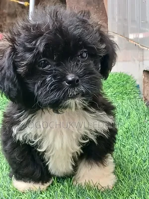 1-3 months Female Purebred Lhasa Apso