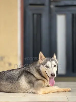 1+ year Female Purebred Siberian Husky