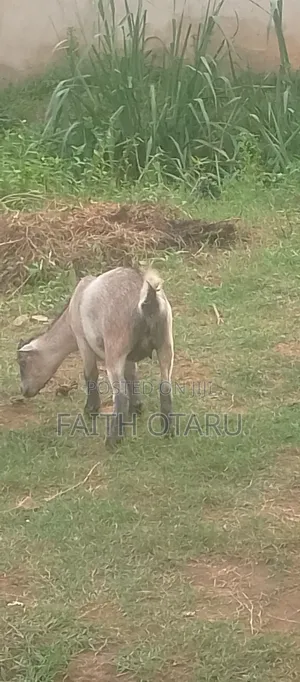 Pregnant Goat