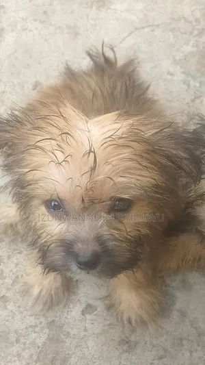 1-3 months Male Purebred Lhasa Apso