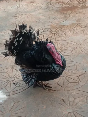 Turkey for Sale
