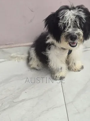 3-6 months Male Purebred Lhasa Apso