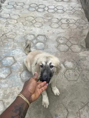 3-6 months Female Mixed Breed Caucasian Shepherd