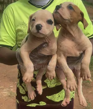 1-3 months Female Purebred American Bulldog