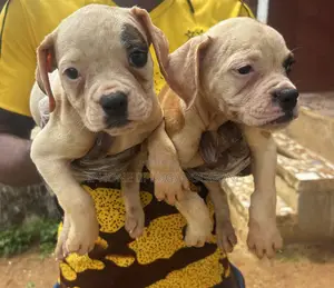 1-3 months Female Purebred American Bulldog