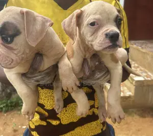 1-3 months Male Purebred Bulldog
