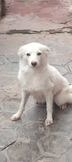 1+ year Female Purebred American Eskimo