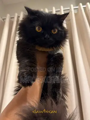 6-12 months Male Purebred Persian