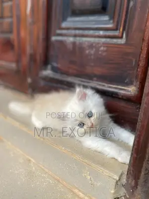 1-3 months Male Purebred Persian
