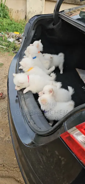 1-3 months Male Purebred American Eskimo