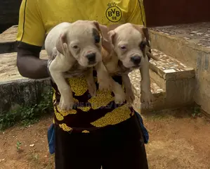 1-3 months Female Purebred Bulldog