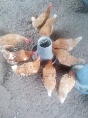Active Laying Birds Available for Sale
