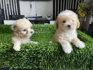 1-3 months Male Purebred Lhasa Apso