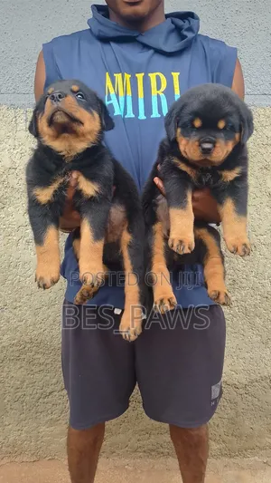 1-3 months Female Purebred Rottweiler