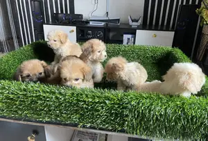 1-3 months Female Purebred Lhasa Apso