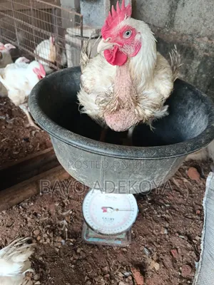 Big Chicken of 4kg Weight