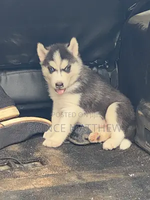 1-3 months Female Purebred Siberian Husky