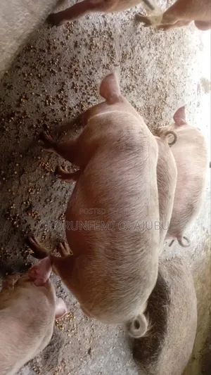 Buy Your Male Pig