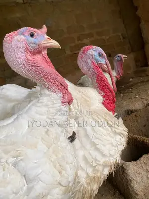 Imported Turkey for Sale