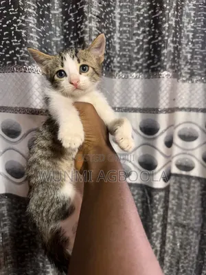 1-3 months Male Mixed Breed Tabby
