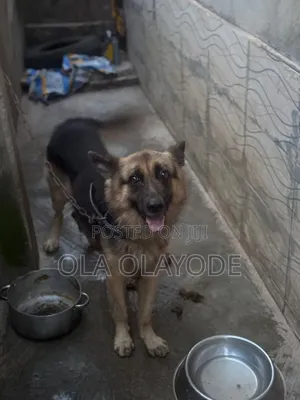 1+ year Male Purebred German Shepherd