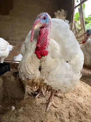 Imported Turkey For Sale