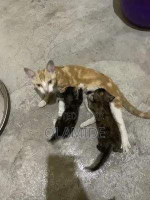 1-3 months Female Mixed Breed Cat