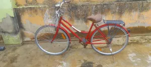 Adult Bicycle