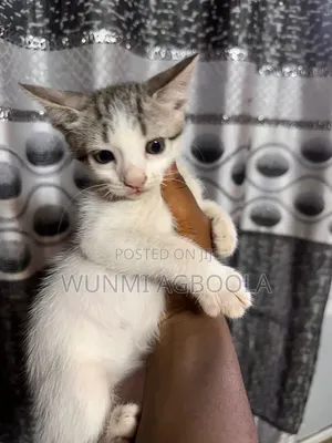 1-3 months Male Mixed Breed Tabby