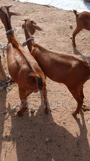 Full Goat Meat Dried To Export Standard